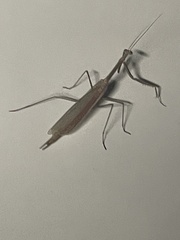 Archimantis