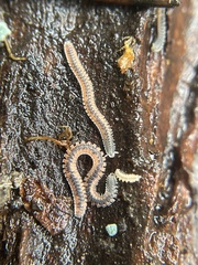 Gosodesmus claremontus