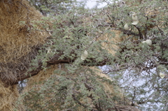 Image of Acacia erioloba