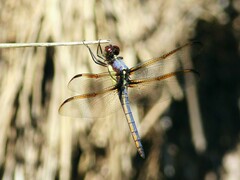 Libellula flavida