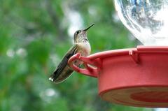 Selasphorus calliope