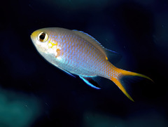 Pycnochromis acares