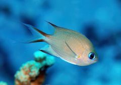 Pycnochromis amboinensis