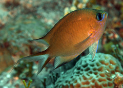 Pycnochromis amboinensis