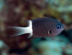 Pycnochromis margaritifer