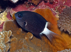 Pycnochromis margaritifer