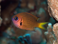 Pycnochromis pacifica