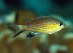 Pycnochromis vanderbilti