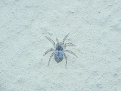 Oecobius maculatus