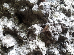Xanthorhoe rupicola