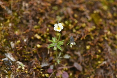 Viola phitosiana