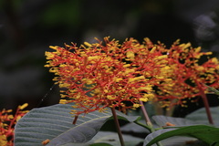Palicourea guianensis