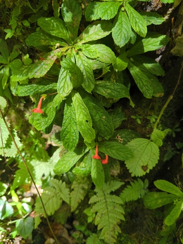 Image of Gesneria reticulata by (c) Noland Martin, some rights reserved (CC BY)