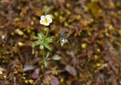 Viola phitosiana