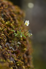 Viola phitosiana