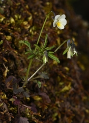 Viola phitosiana