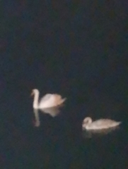 Cygnus olor