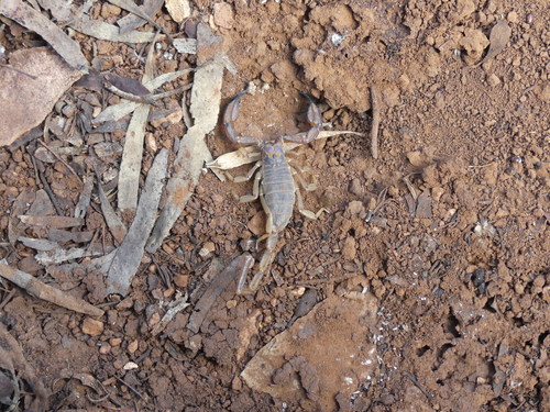 Flinders Ranges Scorpion photo 3