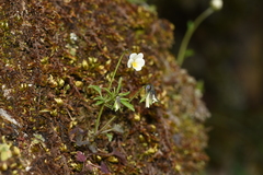 Viola phitosiana