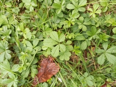 Potentilla reptans