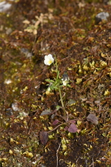 Viola phitosiana
