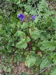 Phacelia parryi