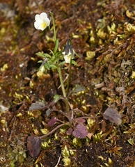 Viola phitosiana