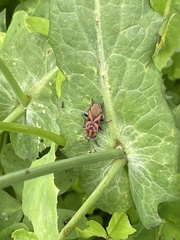Spilostethus furcula