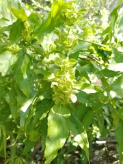 Poikilacanthus glandulosus