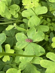 Spilostethus furcula
