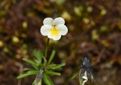 Viola phitosiana