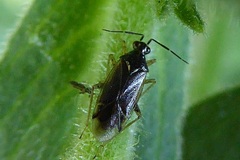 Dicyphus globulifer