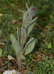 Cynoglossum columnae