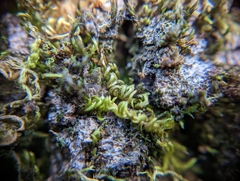 Homalothecium nuttallii