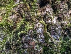 Homalothecium nuttallii