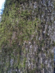 Homalothecium nuttallii