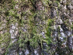 Homalothecium nuttallii