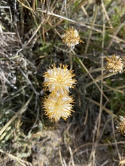 Hypochaeris incana