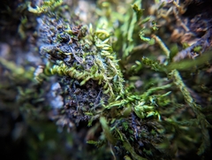 Homalothecium nuttallii