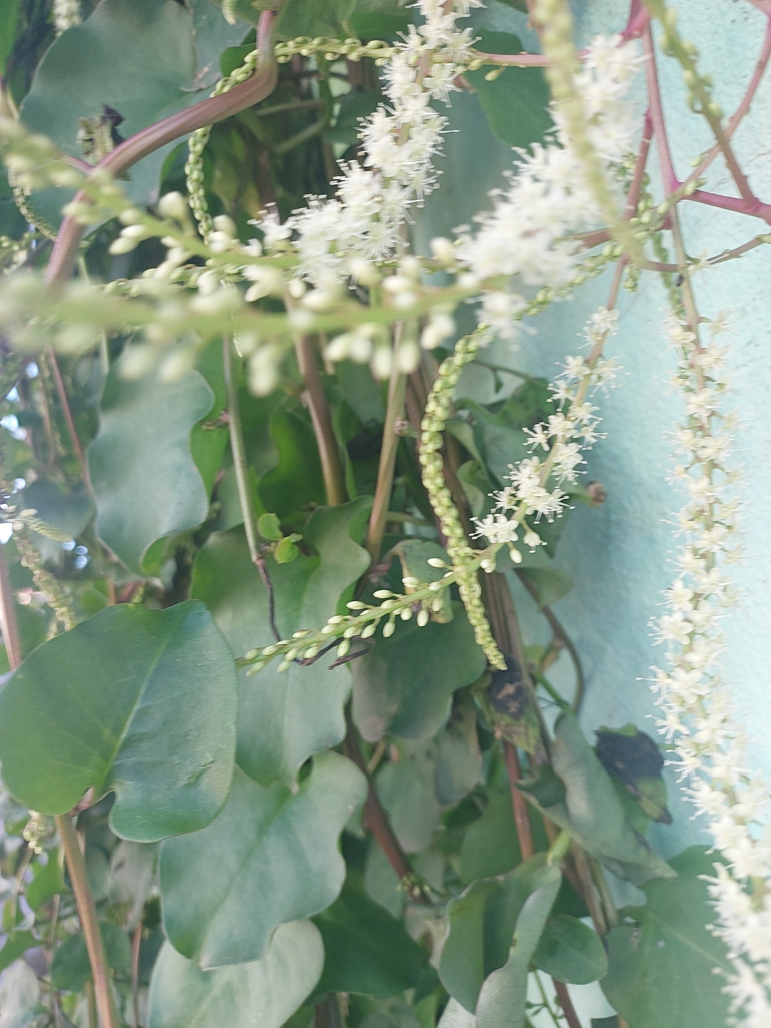 Anredera cordifolia