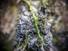 Homalothecium nuttallii