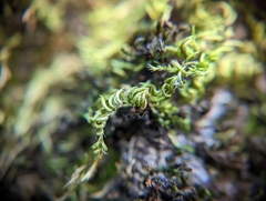 Homalothecium nuttallii