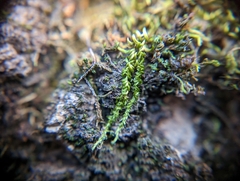 Homalothecium nuttallii