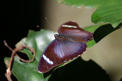 Euphaedra uganda