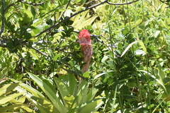 Quesnelia quesneliana