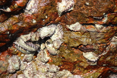 Saccostrea cuccullata