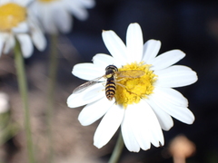 Sphaerophoria rueppellii