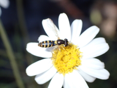 Sphaerophoria rueppellii