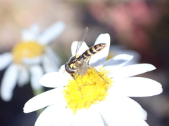 Sphaerophoria rueppellii