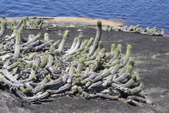 Coleocephalocereus fluminensis